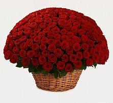 Премиум букет из: Розы #REPLACE_PRED# Анне